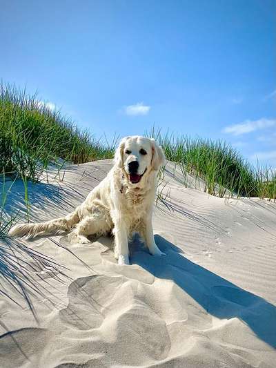 Wo sind die Golden Retriever Liebhaber?-Beitrag-Bild