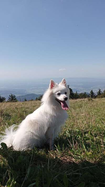 Hundetreffen-Treffen-Bild