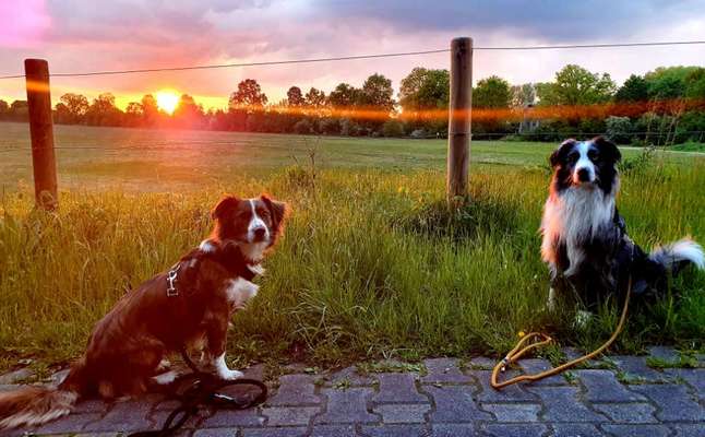 Die Dogorama Wochen Challenge "Friends will be Friends"-Beitrag-Bild