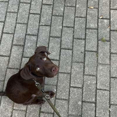 Hundetreffen-Gassifreunde/ Hundekumpel-Bild