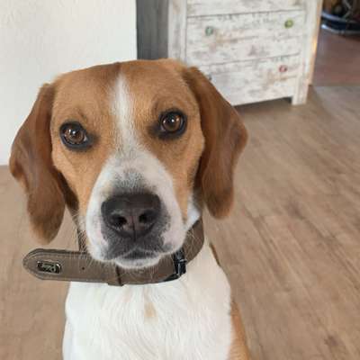 Hundetreffen-Beaglerunde?