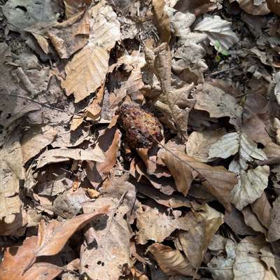 Giftköder-Giftköder-Bild