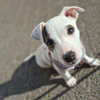 Hundetreffen-Welpentreffen-Bild