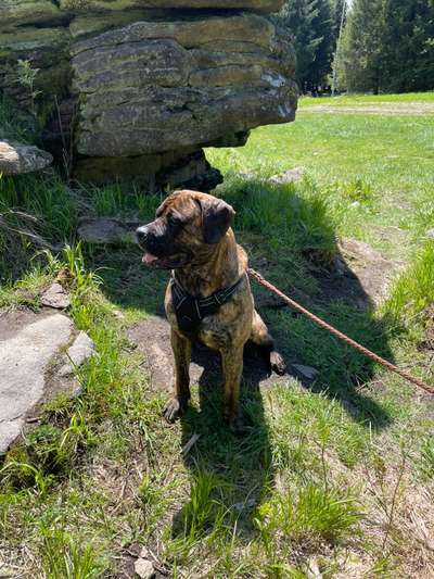 Gestromte fellnasen-Beitrag-Bild