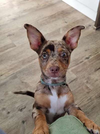 Unsere Fellnasen-Vielfalt im Überblick!-Beitrag-Bild