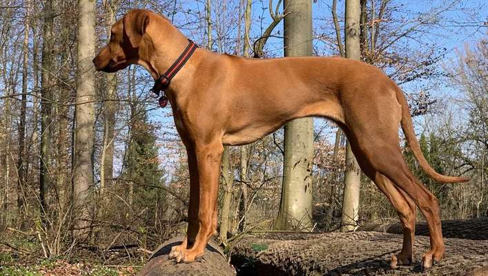 Dein Hund im Dogorama-Kalender 2021-Beitrag-Bild