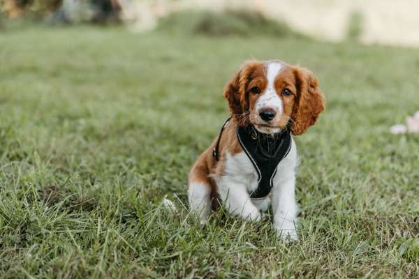 Springer Spaniel-Beitrag-Bild