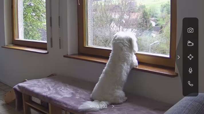 Wie lange sollte ein Hund alleine bleiben?-Beitrag-Bild