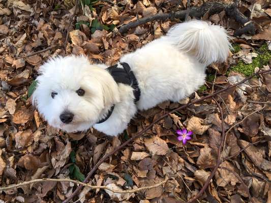 Die Dogorama Monats Challenge "Es grünt und blüht"-Beitrag-Bild