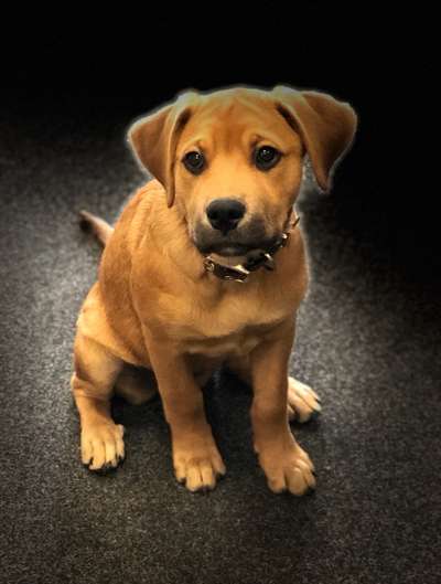 Welpen Bilder !-Beitrag-Bild