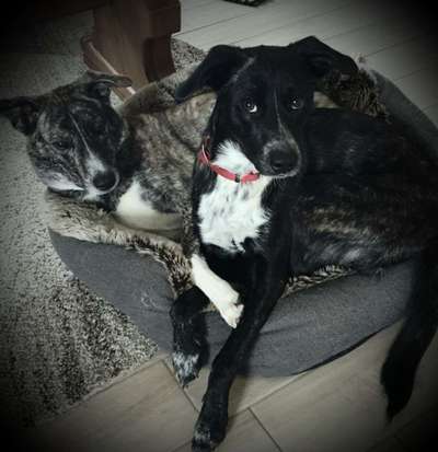 BIG LOVE :) mit 2 Hunden❣️-Beitrag-Bild