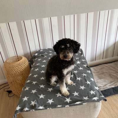 Hundetreffen-Treffen für kleine Hunde-Bild