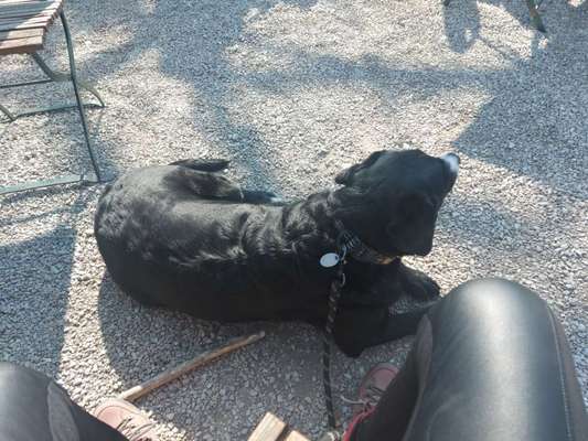 Berner Sennen-Beitrag-Bild