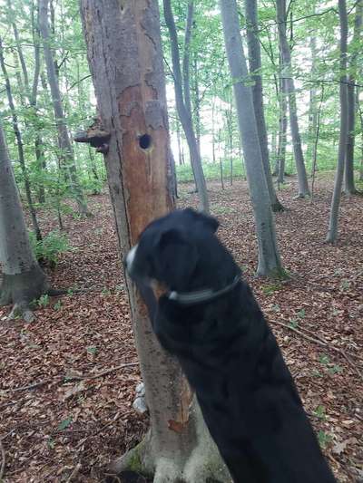 Berner Sennen-Beitrag-Bild