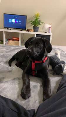 Hundetreffen-Welpen & Spiele treffen NRW-Bild