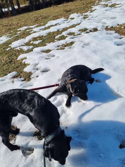 Dogorama Photo Challenge - Tierischer Urlaub-Beitrag-Bild