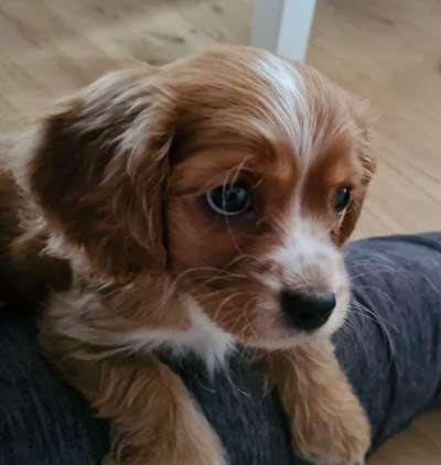 Dogorama Photo Challenge - Hundeblick zum hinschmelzen-Beitrag-Bild