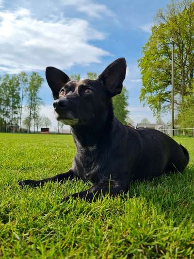 Unsere Fellnasen-Vielfalt im Überblick!-Beitrag-Bild