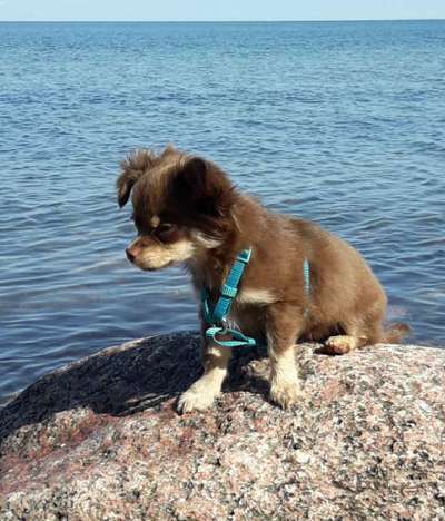 Als Welpen sind sie alle noch süßer-Beitrag-Bild