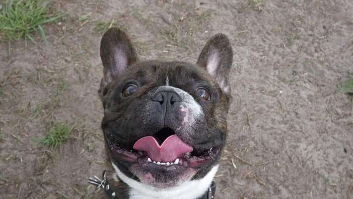 Postet das beste Foto von euren 4 beinern-Beitrag-Bild