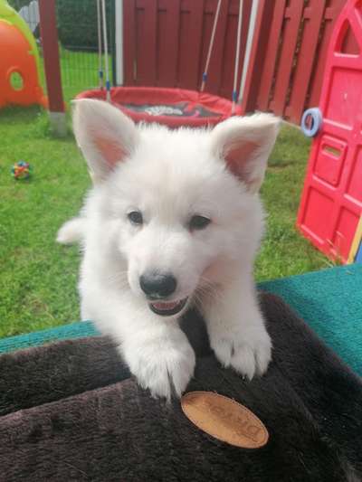 Welpen Bilder !-Beitrag-Bild