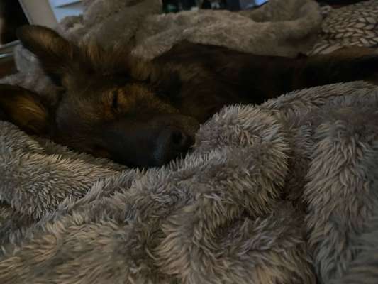 TierschutzhundeStammtisch🐕-Beitrag-Bild