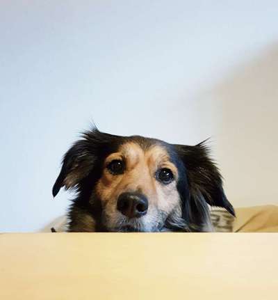 Dogorama Photo Challenge - Hundeblick zum hinschmelzen-Beitrag-Bild