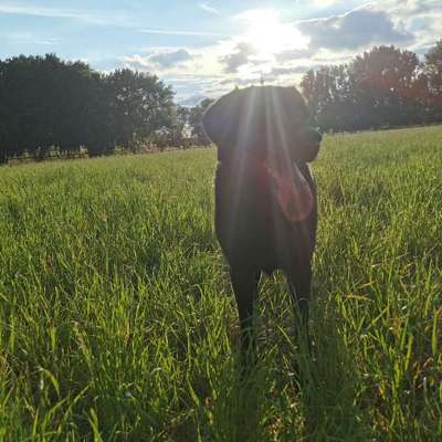 Hundetreffen-Gemeinsame Gassirunden-Bild