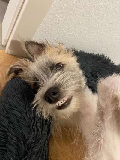 Die Dogorama Kalender Challenge 4/4-Beitrag-Bild