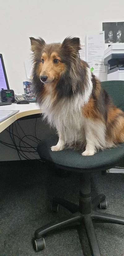 🐶 Sind Bürohunde jetzt VERBOTEN?! 😱-Beitrag-Bild