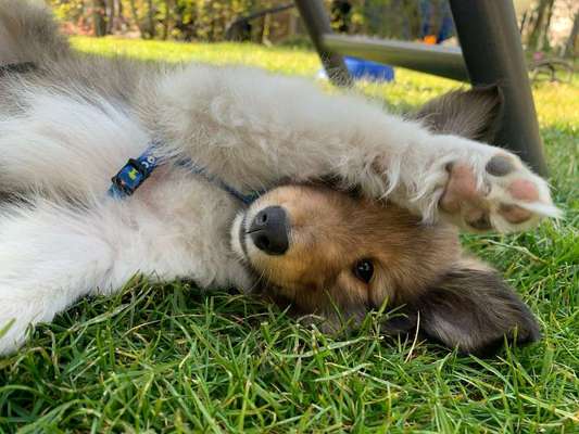 Welpen Bilder !-Beitrag-Bild