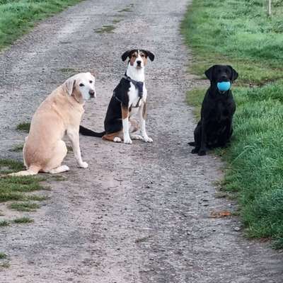 Hundetreffen-Hundespielgefährte gesucht-Bild