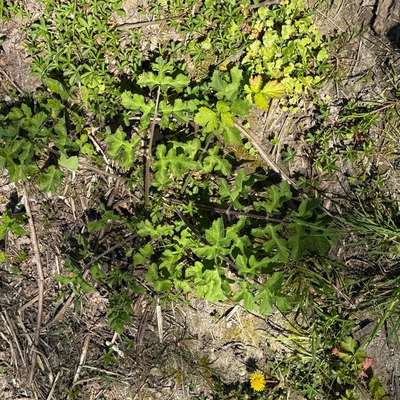 Giftköder-Giftpflanze Bärenklau breitet sich aus!-Bild