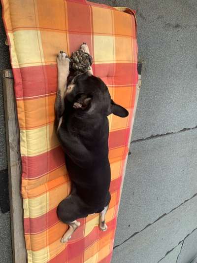 Französische Bulldoggen-Beitrag-Bild