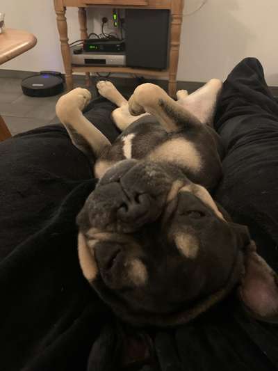 Französische Bulldoggen-Beitrag-Bild