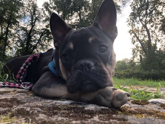 Die Dogorama Kalender Challenge Teil 3/4-Beitrag-Bild