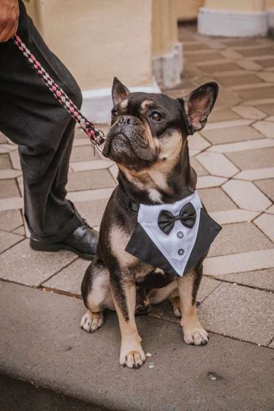 Französische Bulldoggen-Beitrag-Bild