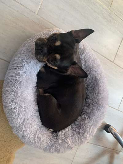 Französische Bulldoggen-Beitrag-Bild