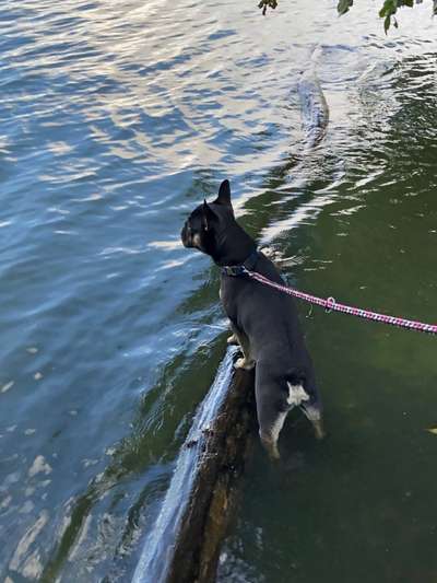 Französische Bulldoggen-Beitrag-Bild