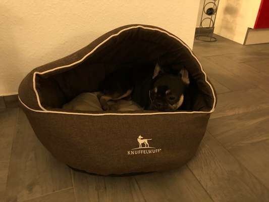 Französische Bulldoggen-Beitrag-Bild