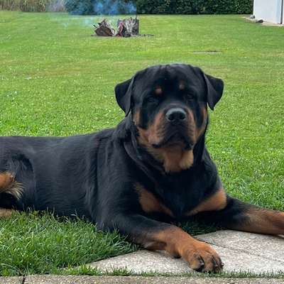 Hundetreffen-Gemeinsame Trainingstreffen-Bild