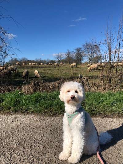 Hundetreffen-Spiel- oder Gassikameradin für schüchternen Hund-Bild