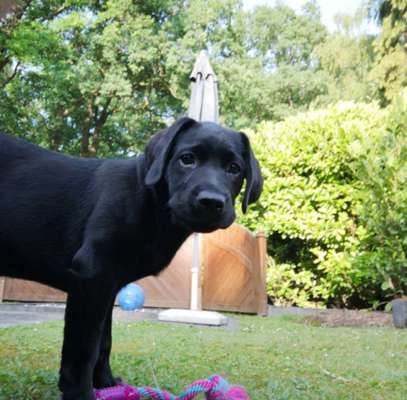 Welpen Bilder !-Beitrag-Bild