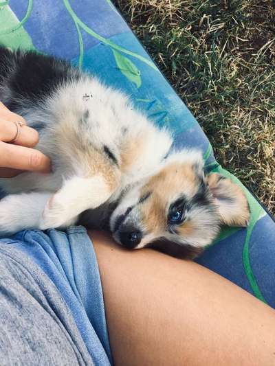 Welpen Bilder !-Beitrag-Bild