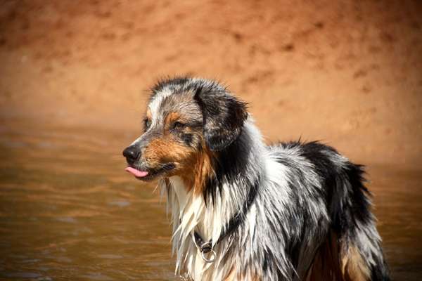 Dogorama-Monats-Challenge-Mai "Wasser"-Beitrag-Bild