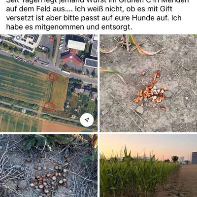 Giftköder-Eventuell Giftköder im Grünen C-Bild