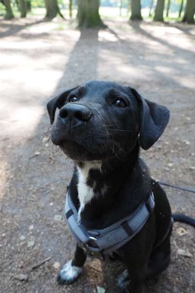 Dogorama Photo Challenge - Hundeblick zum hinschmelzen-Beitrag-Bild