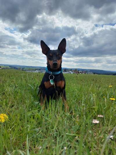 Wo sind die Zwergpinscher?-Beitrag-Bild