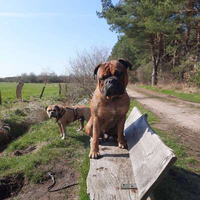 Hundetreffen-Social Walk ,Leinen-Spaziergang