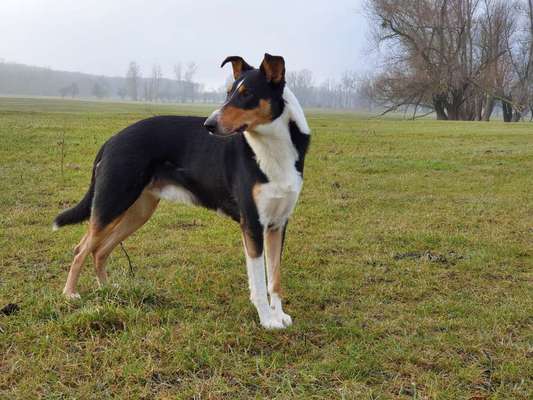 Welche Hunderasse-Beitrag-Bild